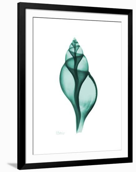 Tulip Shell-Albert Koetsier-Framed Premium Giclee Print