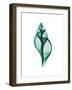 Tulip Shell-Albert Koetsier-Framed Premium Giclee Print