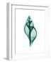 Tulip Shell-Albert Koetsier-Framed Premium Giclee Print