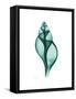 Tulip Shell-Albert Koetsier-Framed Stretched Canvas