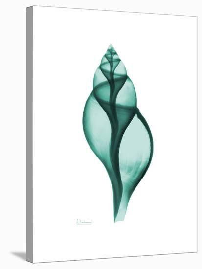 Tulip Shell-Albert Koetsier-Stretched Canvas