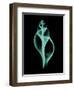 Tulip Shell-Albert Koetsier-Framed Premium Giclee Print