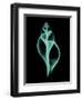 Tulip Shell-Albert Koetsier-Framed Premium Giclee Print