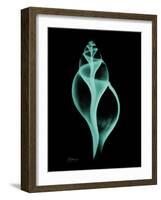 Tulip Shell-Albert Koetsier-Framed Art Print