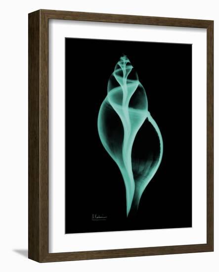 Tulip Shell-Albert Koetsier-Framed Art Print