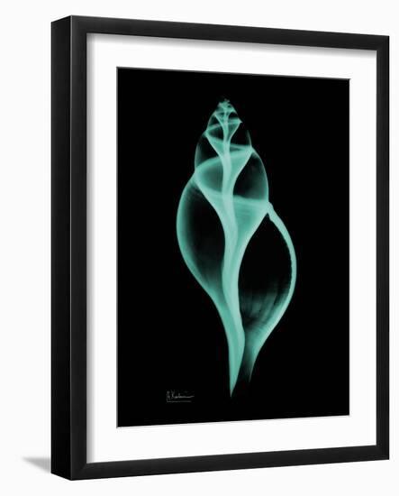 Tulip Shell-Albert Koetsier-Framed Art Print