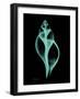 Tulip Shell-Albert Koetsier-Framed Art Print