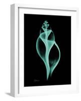 Tulip Shell-Albert Koetsier-Framed Art Print
