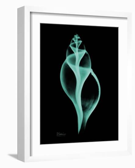 Tulip Shell-Albert Koetsier-Framed Art Print