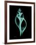 Tulip Shell-Albert Koetsier-Framed Art Print