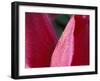 Tulip, Skagit Valley, Washington, USA-William Sutton-Framed Photographic Print