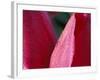 Tulip, Skagit Valley, Washington, USA-William Sutton-Framed Photographic Print