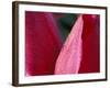Tulip, Skagit Valley, Washington, USA-William Sutton-Framed Photographic Print