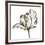 Tulip Sketch III-Ethan Harper-Framed Art Print