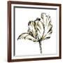 Tulip Sketch III-Ethan Harper-Framed Art Print