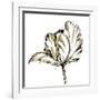 Tulip Sketch III-Ethan Harper-Framed Art Print