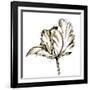 Tulip Sketch III-Ethan Harper-Framed Art Print