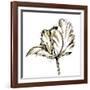 Tulip Sketch III-Ethan Harper-Framed Art Print