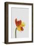 Tulip Still Life-Orara Studio-Framed Photographic Print