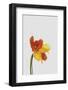 Tulip Still Life-Orara Studio-Framed Photographic Print