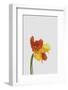 Tulip Still Life-Orara Studio-Framed Photographic Print