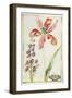 Tulip, Stocks and Butterfly, C.1675-Nicolas Robert-Framed Giclee Print