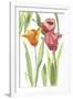 Tulip Symphony I-Sandra Jacobs-Framed Giclee Print