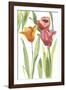 Tulip Symphony I-Sandra Jacobs-Framed Giclee Print