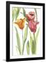 Tulip Symphony I-Sandra Jacobs-Framed Giclee Print