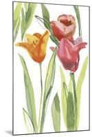 Tulip Symphony I-Sandra Jacobs-Mounted Giclee Print