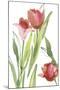 Tulip Symphony II-Sandra Jacobs-Mounted Giclee Print