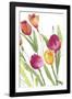 Tulip Symphony III-Sandra Jacobs-Framed Giclee Print