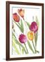 Tulip Symphony III-Sandra Jacobs-Framed Giclee Print