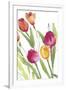 Tulip Symphony III-Sandra Jacobs-Framed Giclee Print