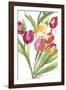 Tulip Symphony IV-Sandra Jacobs-Framed Giclee Print