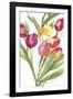 Tulip Symphony IV-Sandra Jacobs-Framed Giclee Print