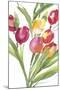 Tulip Symphony IV-Sandra Jacobs-Mounted Giclee Print