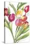 Tulip Symphony IV-Sandra Jacobs-Stretched Canvas