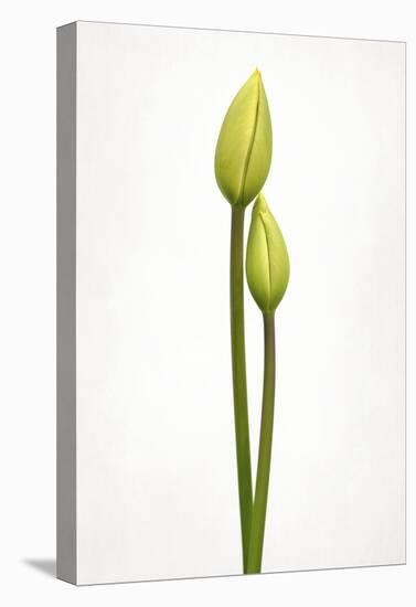 Tulip Time-Lotte Gronkjaer-Stretched Canvas