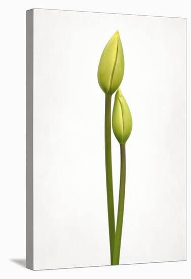 Tulip Time-Lotte Gronkjaer-Stretched Canvas