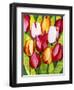 Tulip Time-Mary Russel-Framed Giclee Print