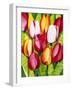 Tulip Time-Mary Russel-Framed Giclee Print