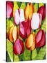Tulip Time-Mary Russel-Stretched Canvas