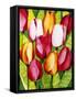 Tulip Time-Mary Russel-Framed Stretched Canvas