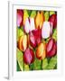 Tulip Time-Mary Russel-Framed Giclee Print