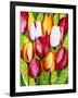 Tulip Time-Mary Russel-Framed Giclee Print