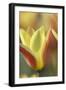 Tulip Tinka-Cora Niele-Framed Photographic Print