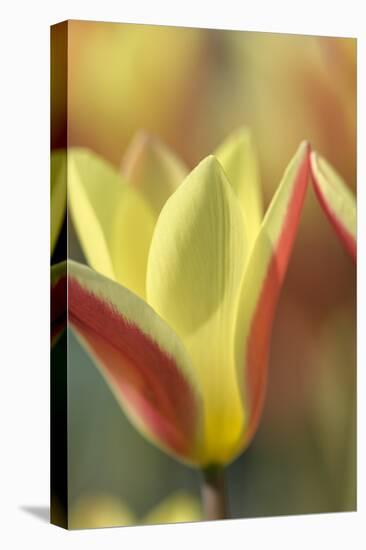 Tulip Tinka-Cora Niele-Stretched Canvas