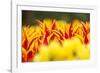 Tulip tips in garden, Keukenhof Gardens, Lisse, Netherlands-Adam Jones-Framed Photographic Print