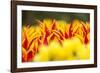 Tulip tips in garden, Keukenhof Gardens, Lisse, Netherlands-Adam Jones-Framed Photographic Print